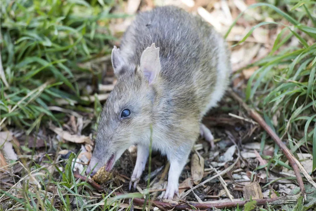 How big do Eastern Barred Bandicoots get?, Linear Measurements
