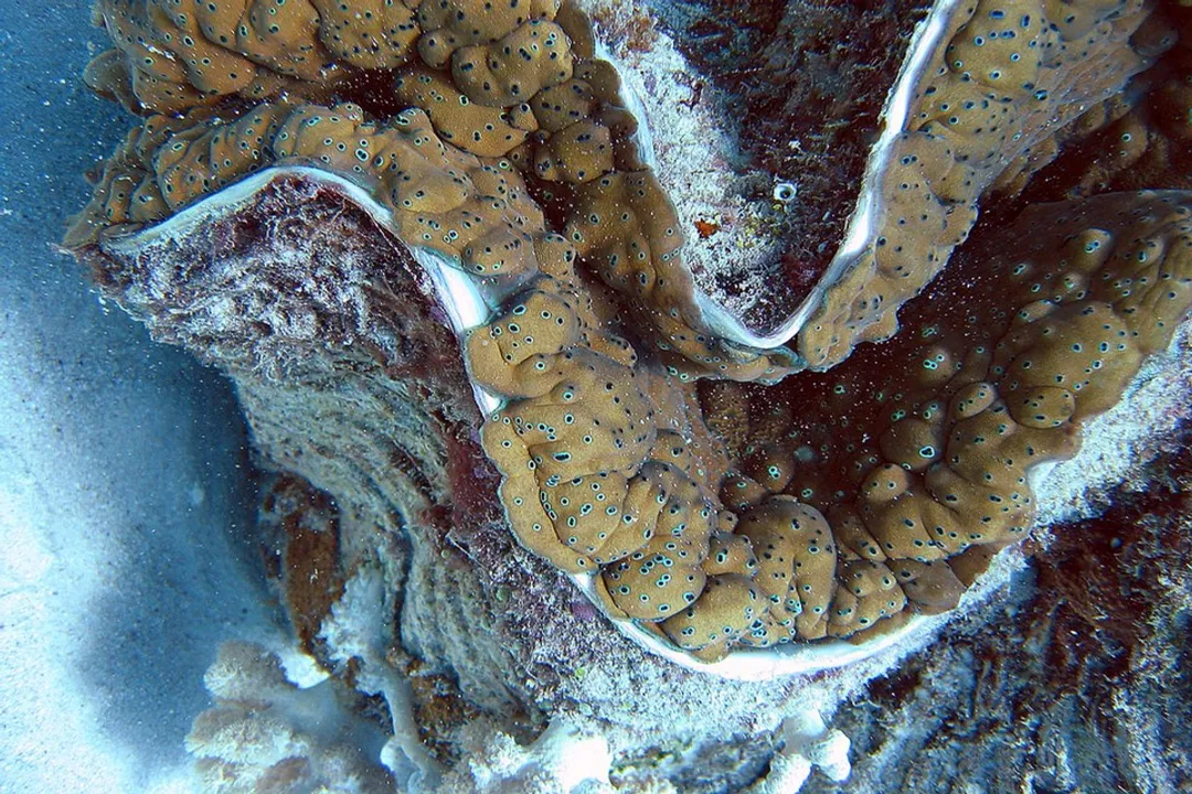 How big do giant clams actually get?, Mass Processing Power