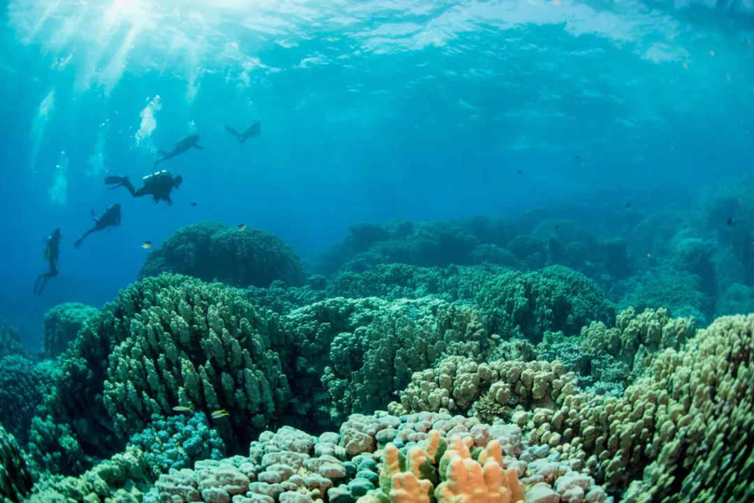 How big do giant clams actually get?