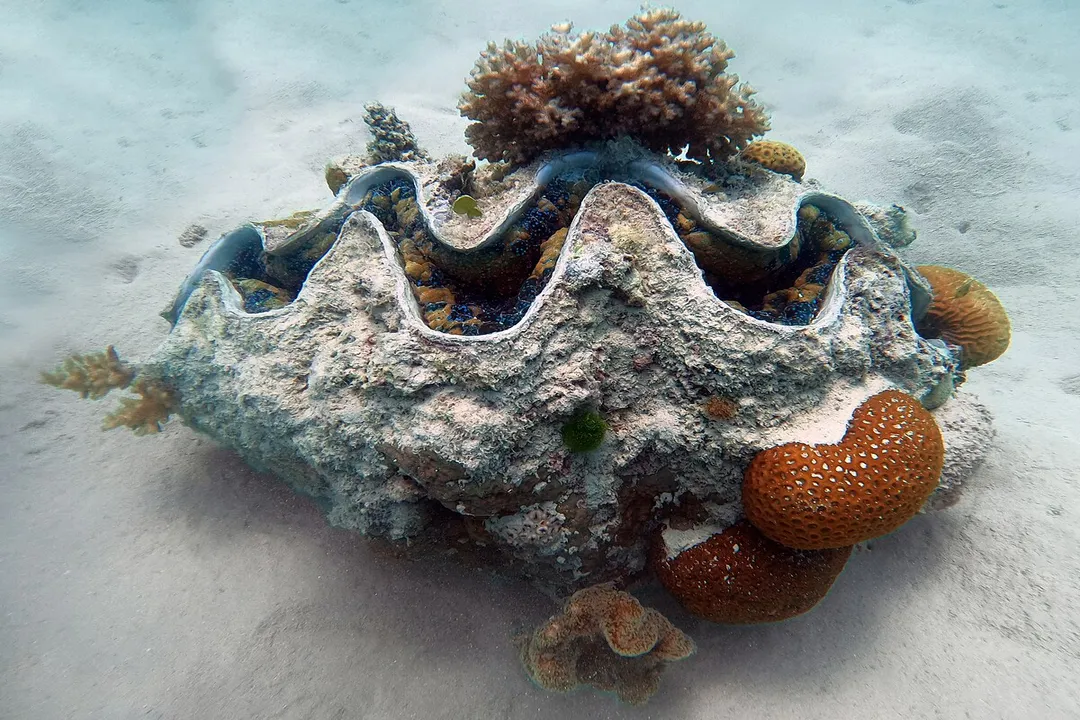 How big do giant clams actually get?, True Giants