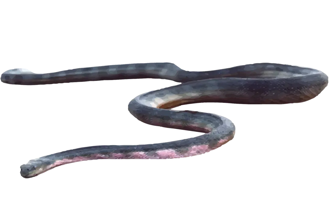 How big do hook-nosed sea snakes get?, Defining Dimensions