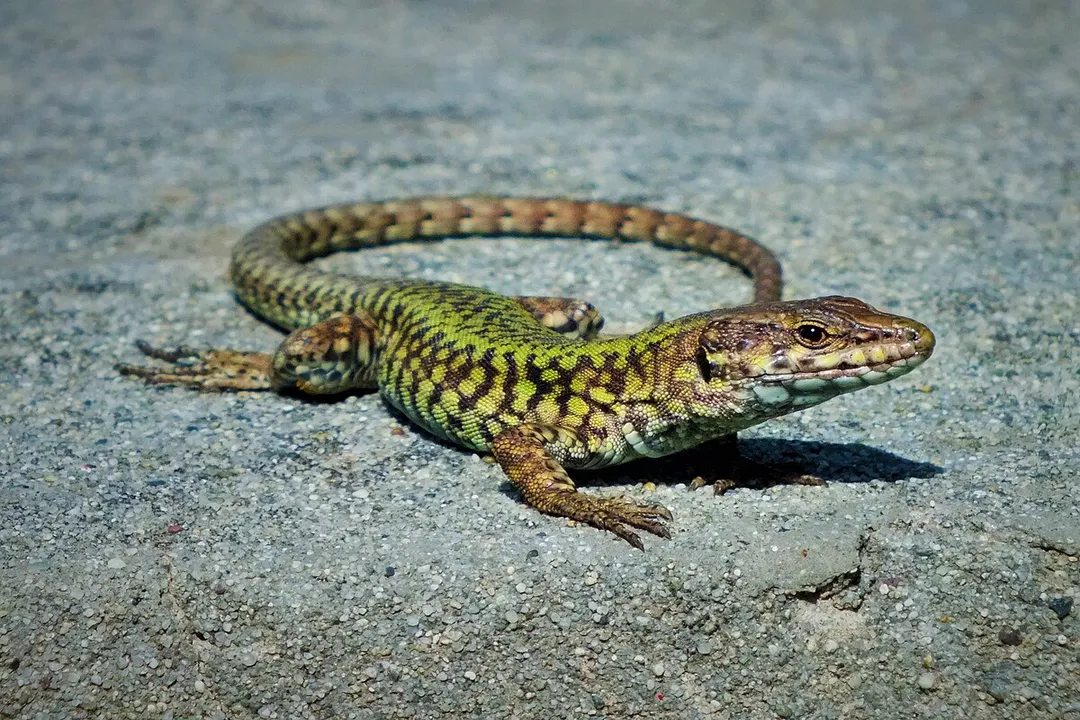 How big do Lazarus lizards get?