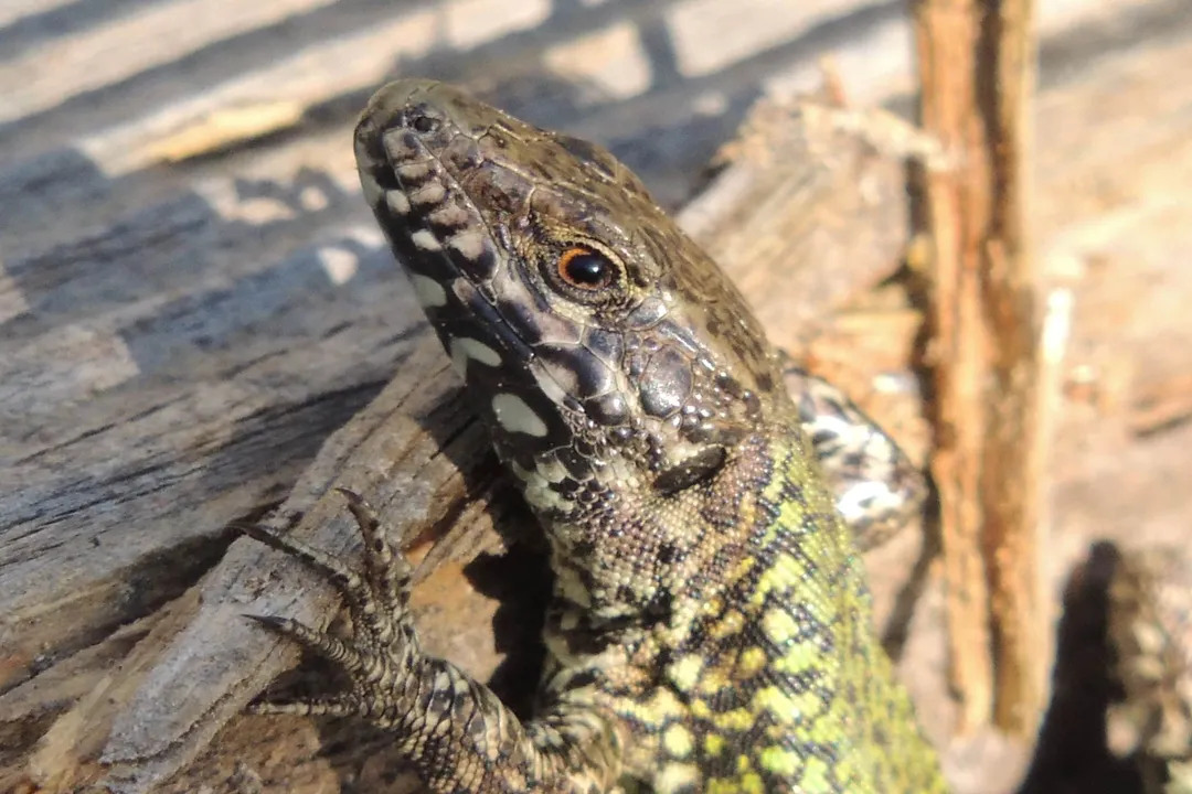 How big do Lazarus lizards get?, Local Observations