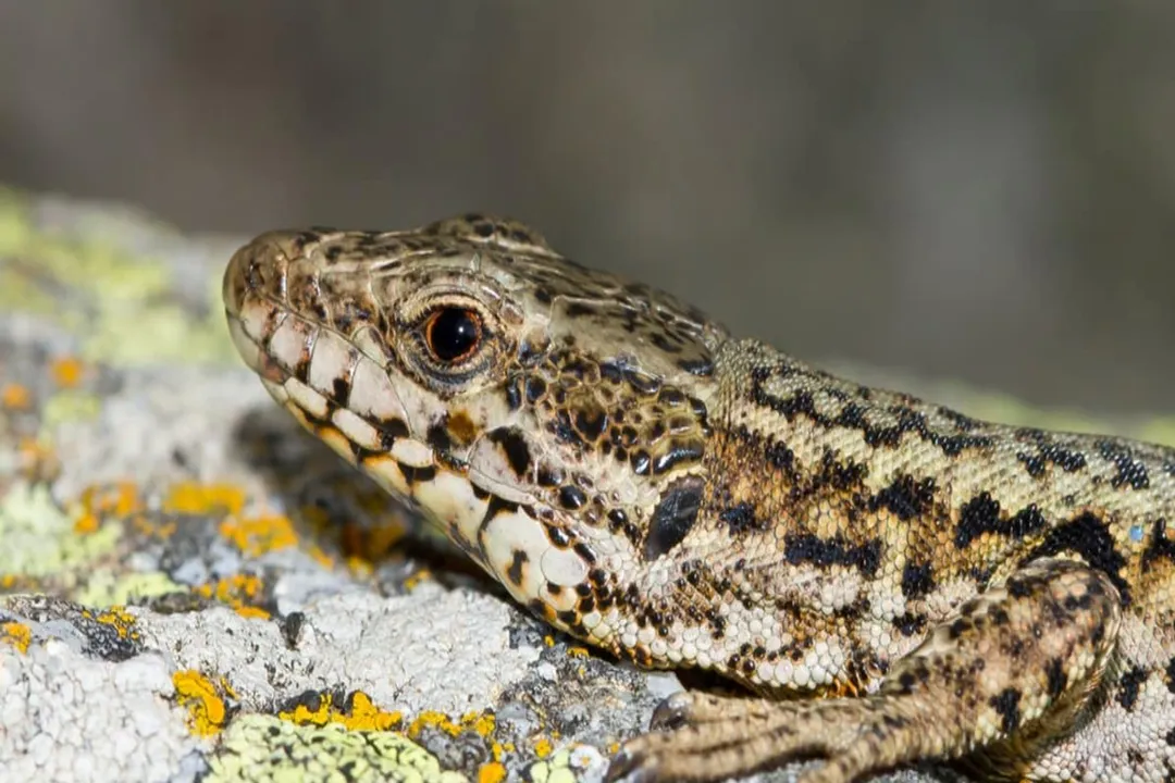 How big do Lazarus lizards get?, Growth and Maturity