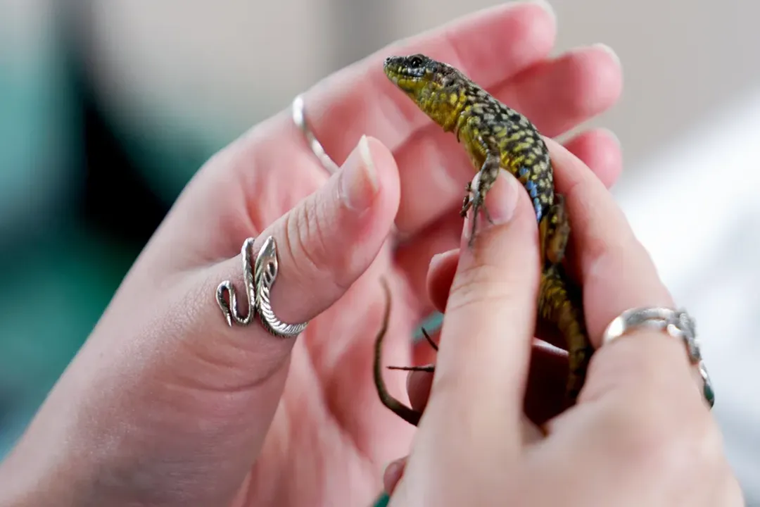 How big do Lazarus lizards get?, Maximum Dimensions