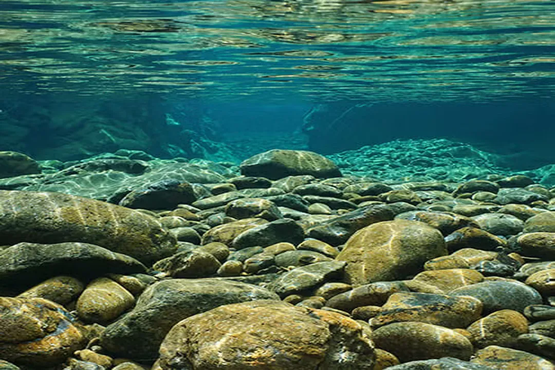 How big do opal eye fish get?