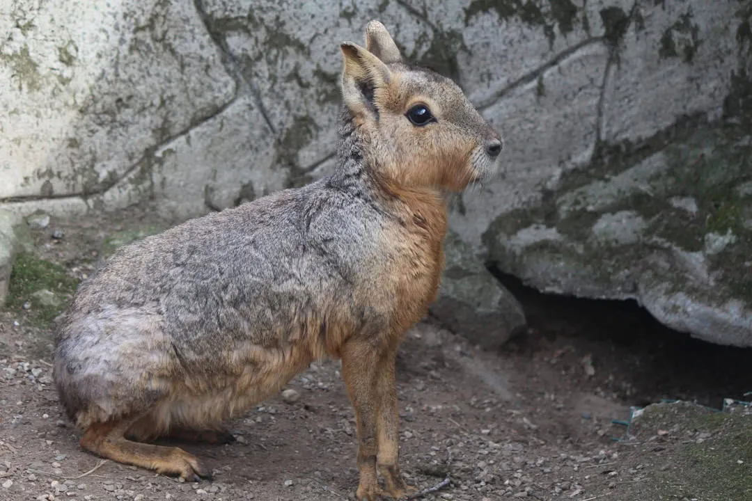 How big do Patagonian cavy get?, Body Length