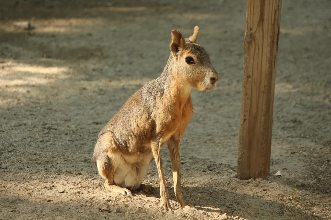How big do Patagonian cavy get?, Mass Metrics