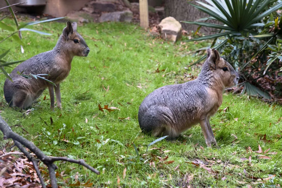 How big do Patagonian cavy get?