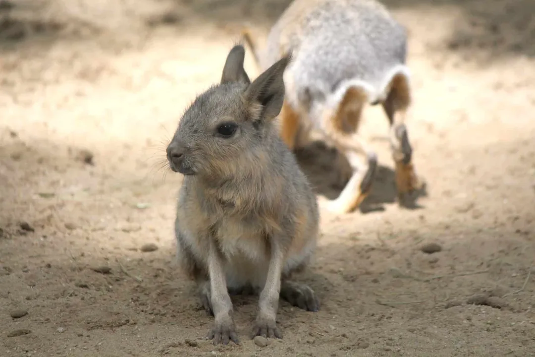 How big do Patagonian cavy get?, Vertical Stature