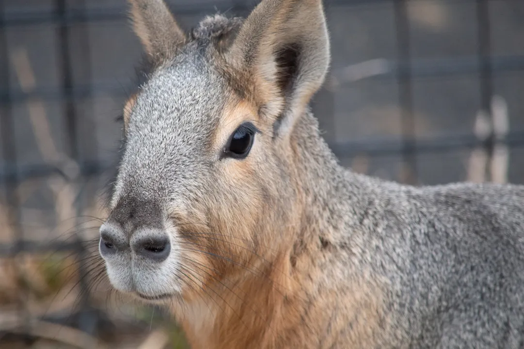 How big do Patagonian cavy get?, Rodent Ranking