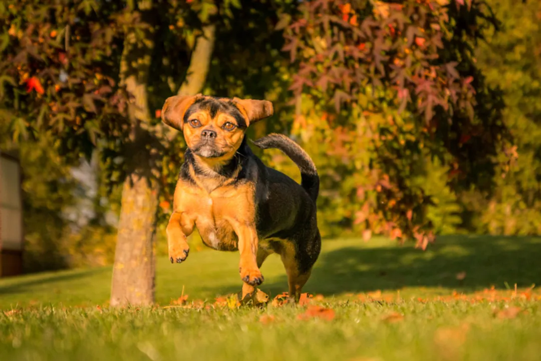 How big do puggles get full grown?, Growth Milestones