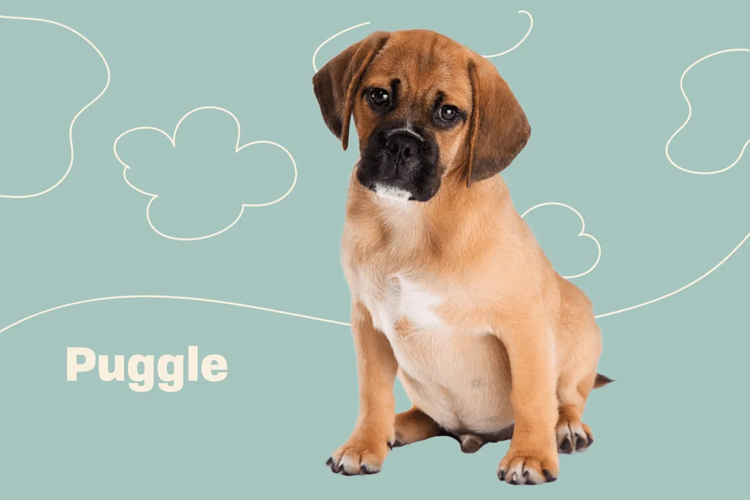 How big do puggles get full grown?