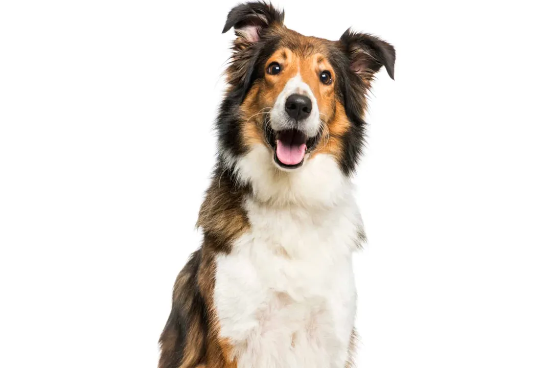 How big do Scotch Collies get?, Size Variation and Genetics