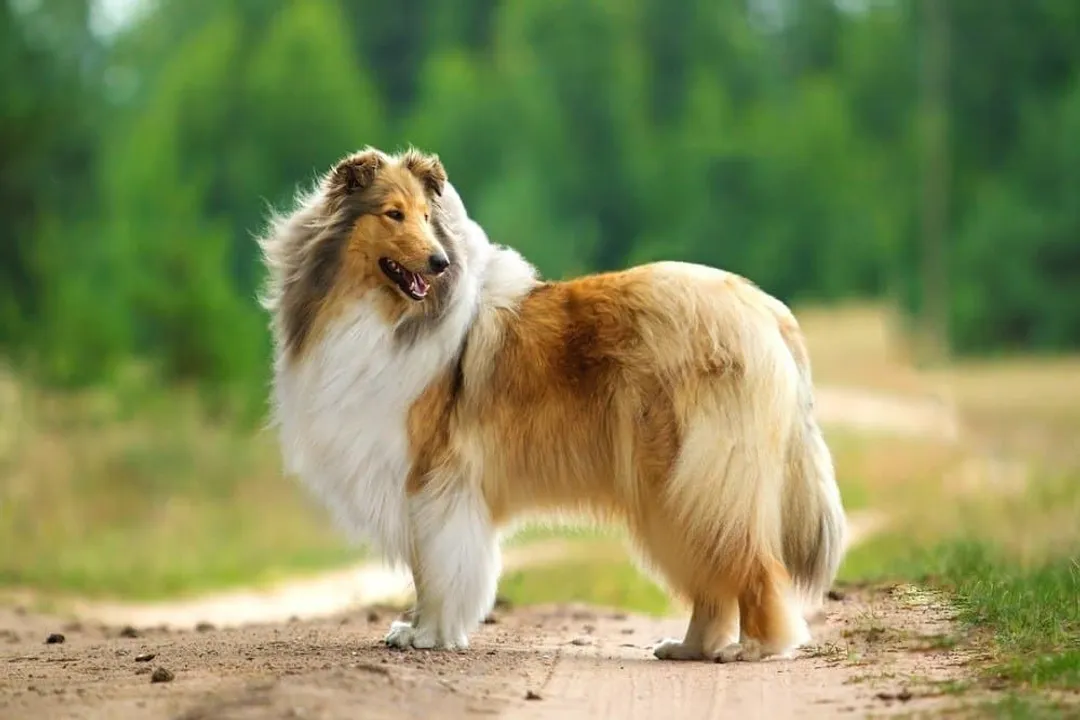 How big do Scotch Collies get?, Body Weight Expectations