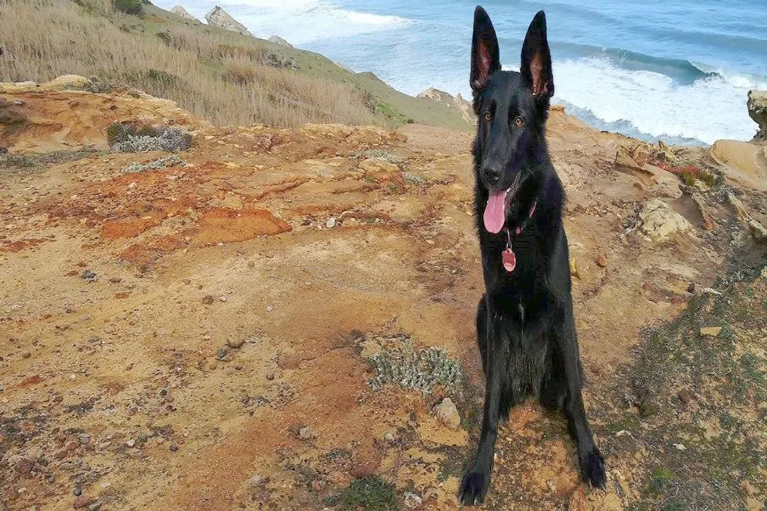 How big do shollie dogs get?