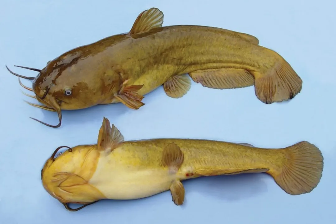How big do yellow bullhead catfish get?, Typical Dimensions