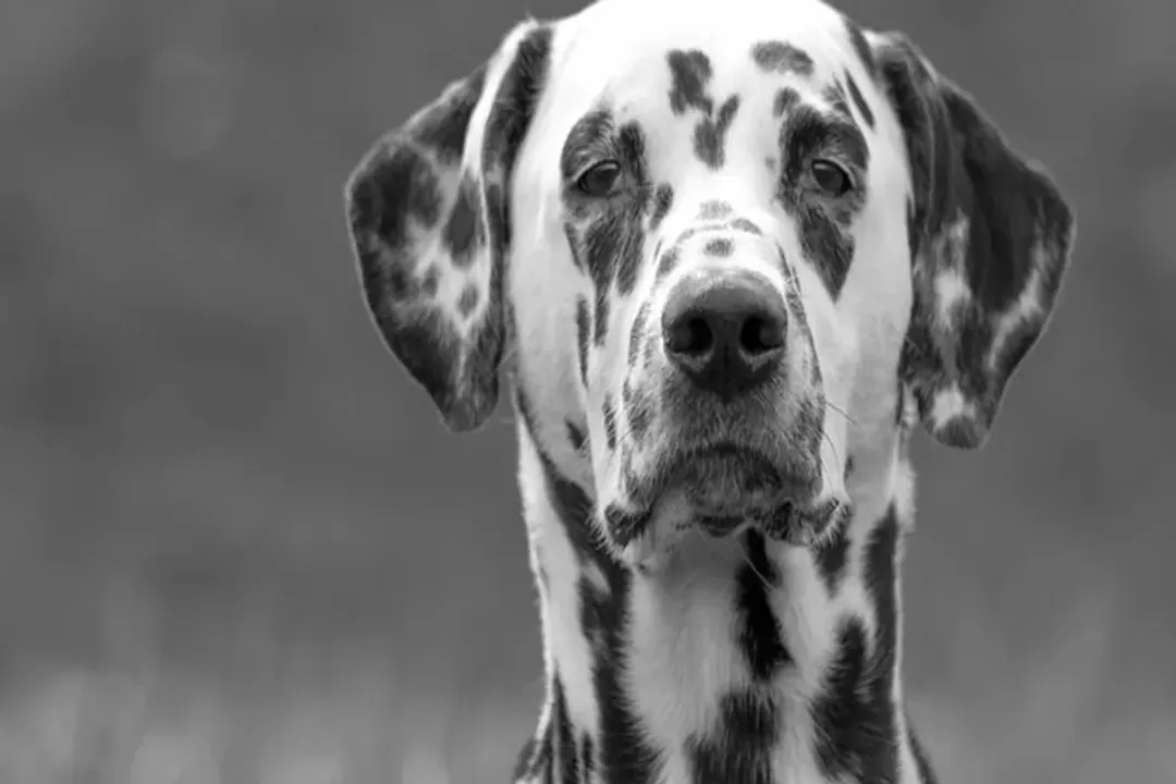 How big does a Dalmador get?