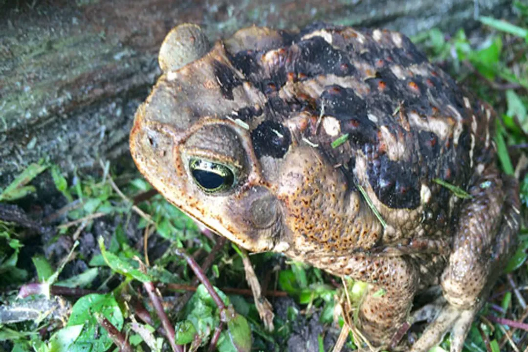How big does a marine toad get?, Gender Differences