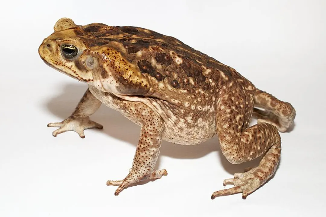 How big does a marine toad get?, Maximum Mass