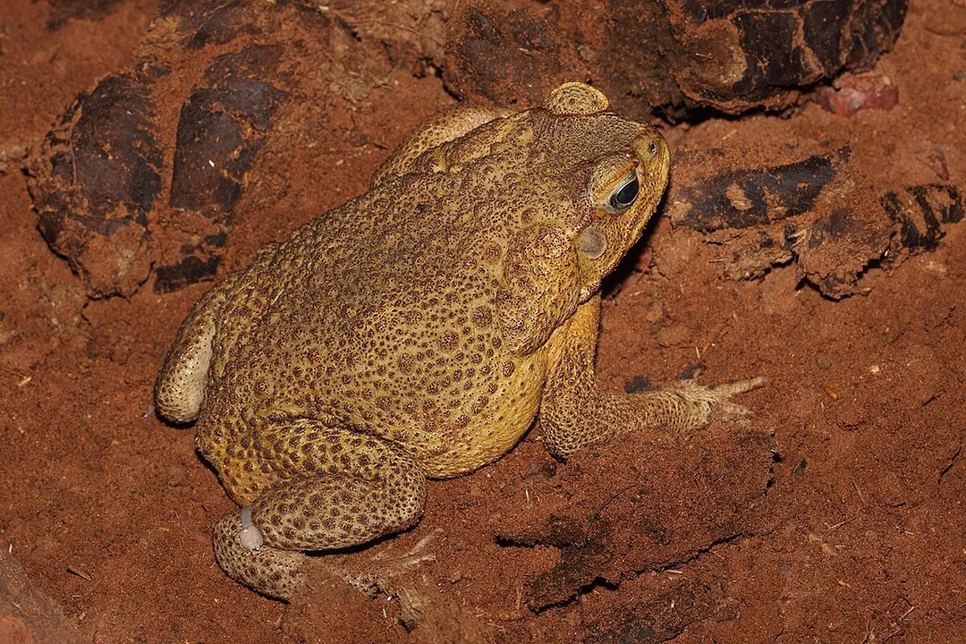 How big does a marine toad get?