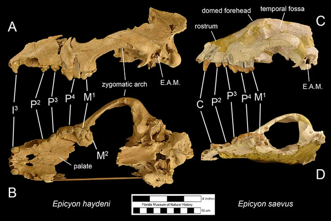 How big is the Epicyon haydeni skull?, Jaw Structure