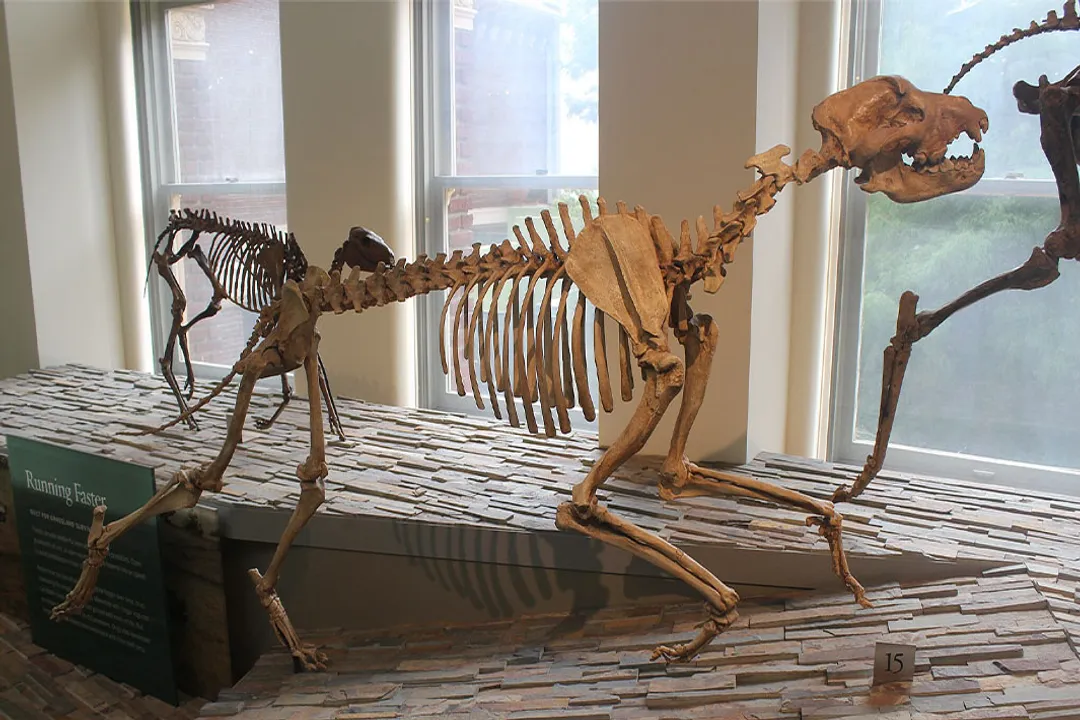 How big is the Epicyon haydeni skull?, Largest Canid