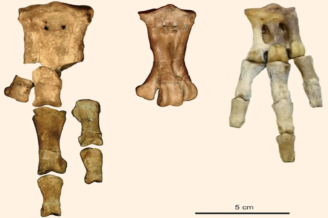 How big is the Waimanu manneringi?, Ancient Measurements