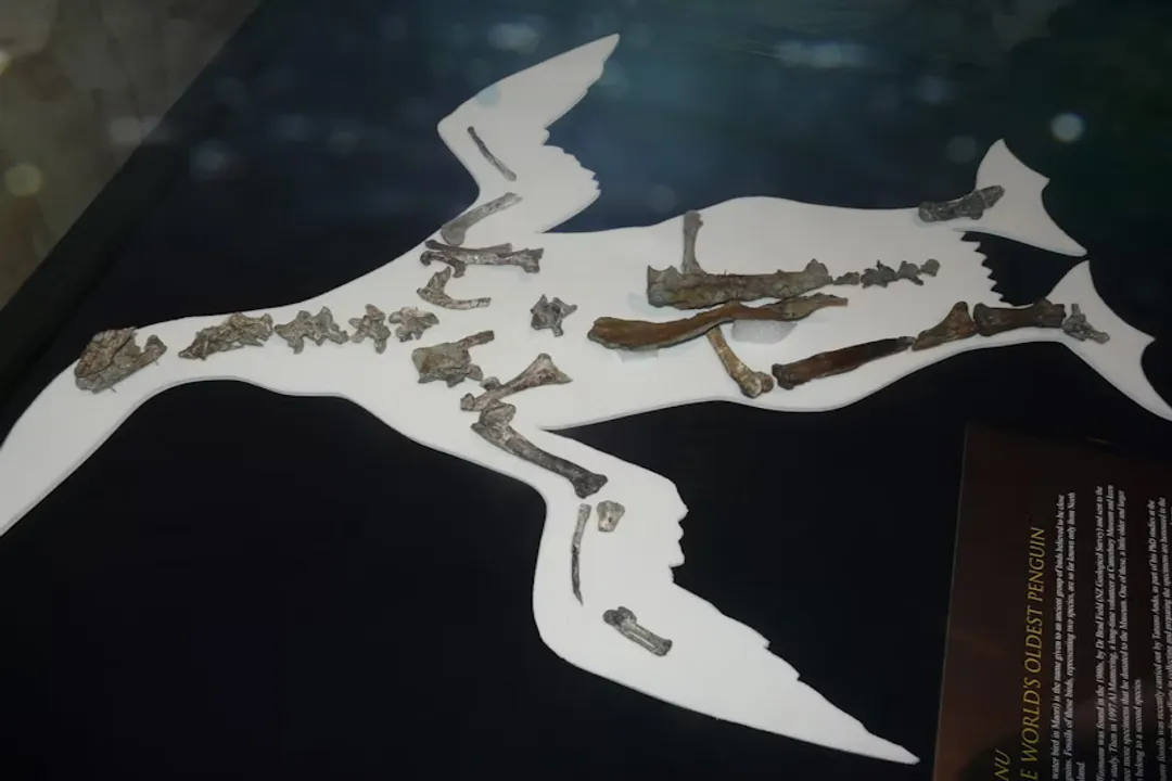 How big is the Waimanu manneringi?, Size Comparison