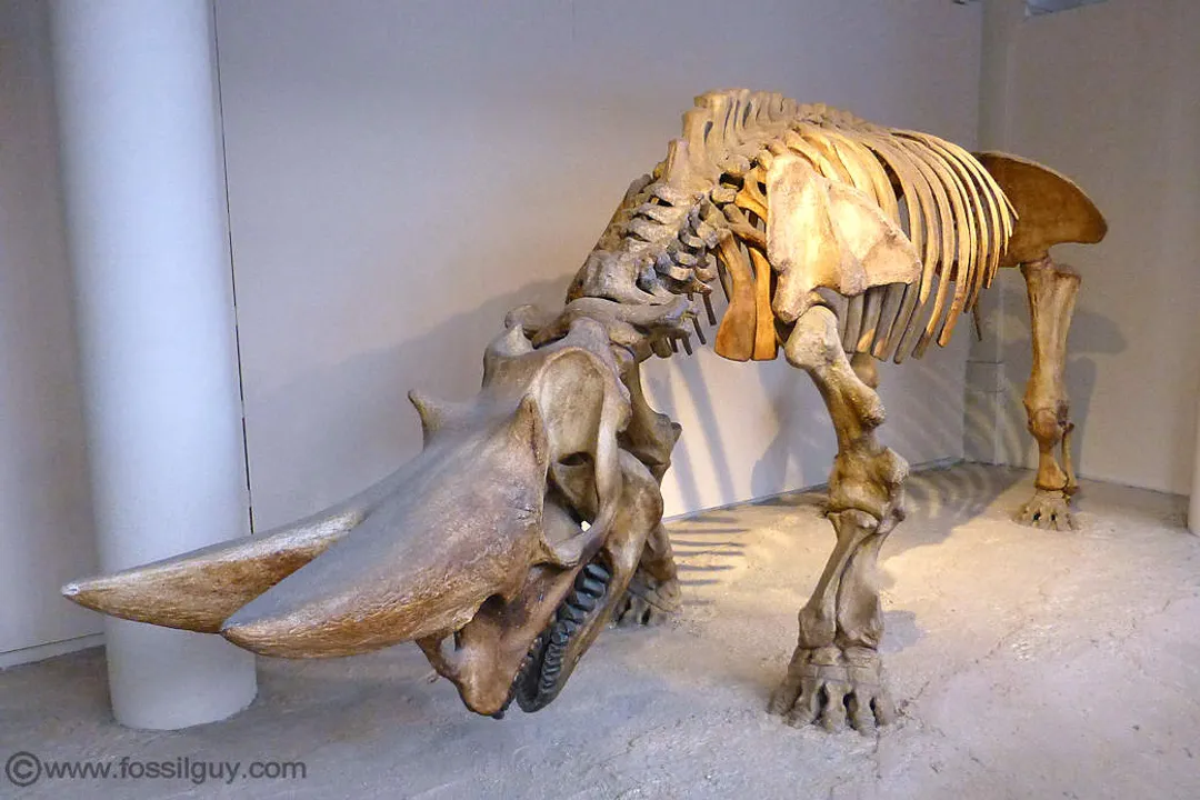 How big was the Arsinoitherium?, Mass Figures