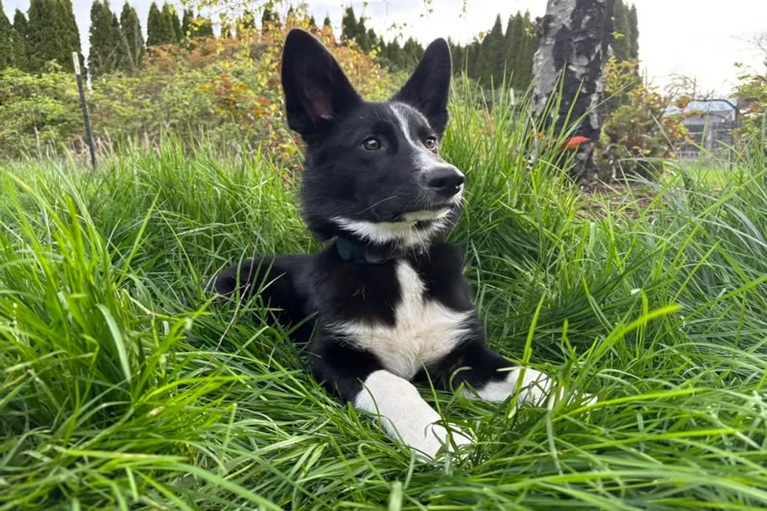 How big will a Corgi shepherd mix get?, Genetic Lottery