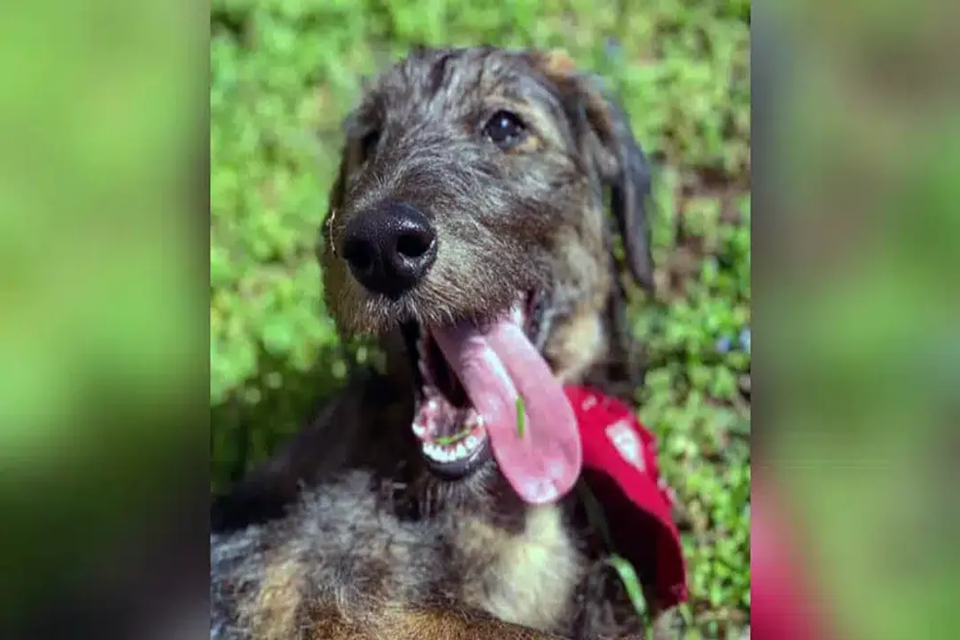 How big will a German shepherd poodle mix get?