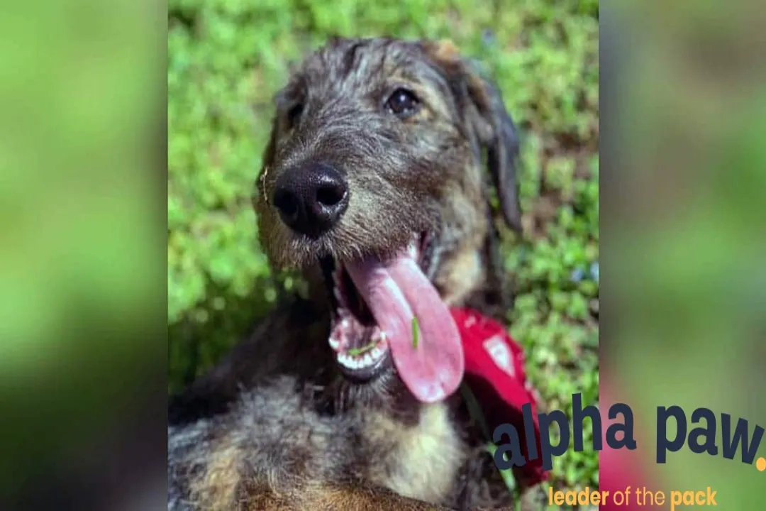 How big will a German shepherd poodle mix get?, Height Averages