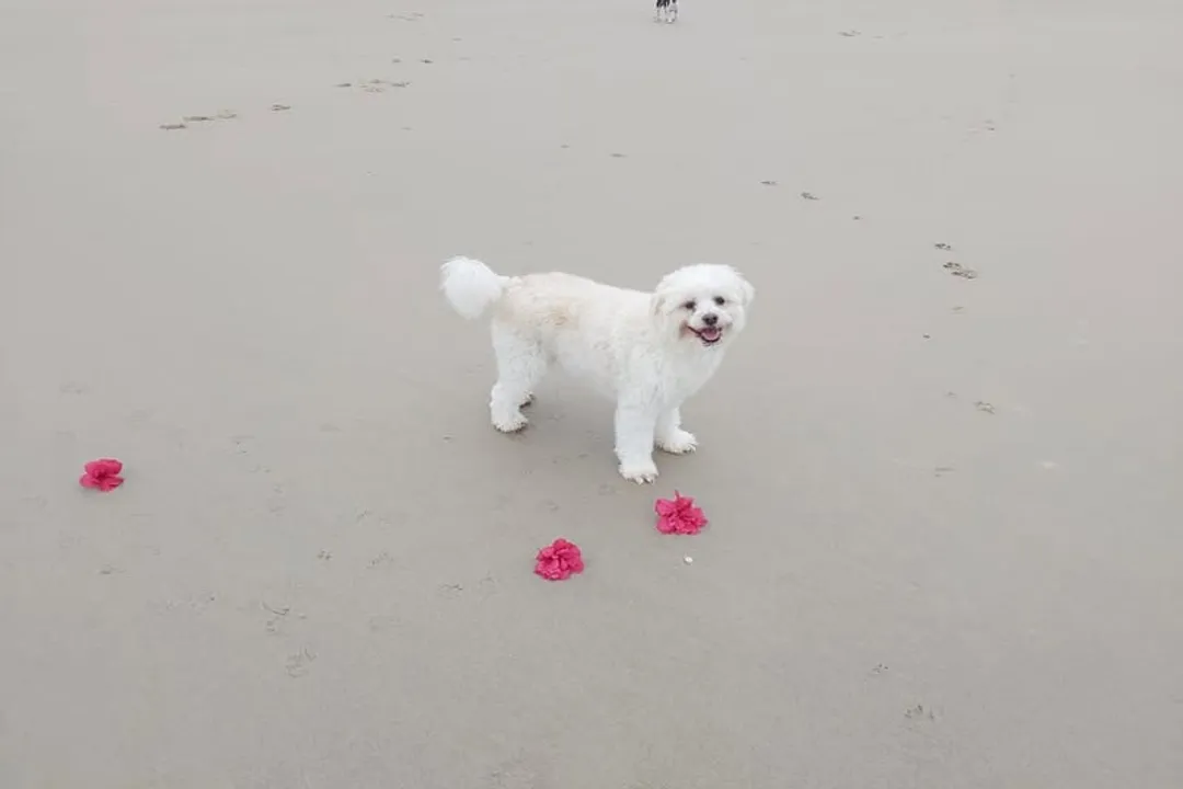 How big will a Maltipom get?, Size Estimates