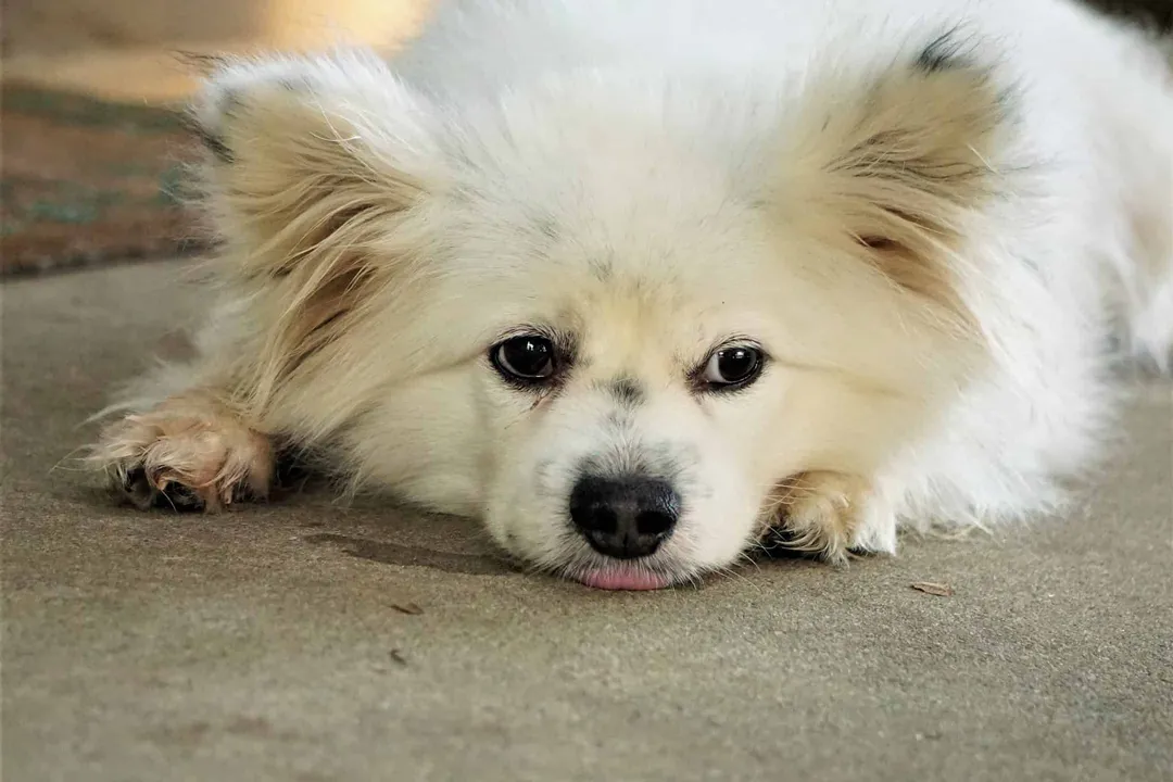 How big will a Maltipom get?, Maturity Timeline