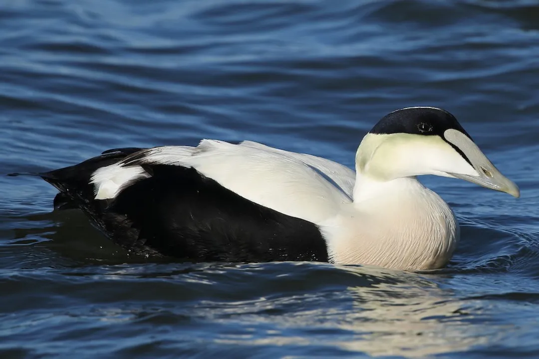 What specific plumage feature helps lock in the identification of a male Common Eider's head pattern?