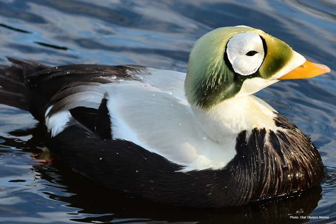 How can I identify an eider duck?, Size Profile