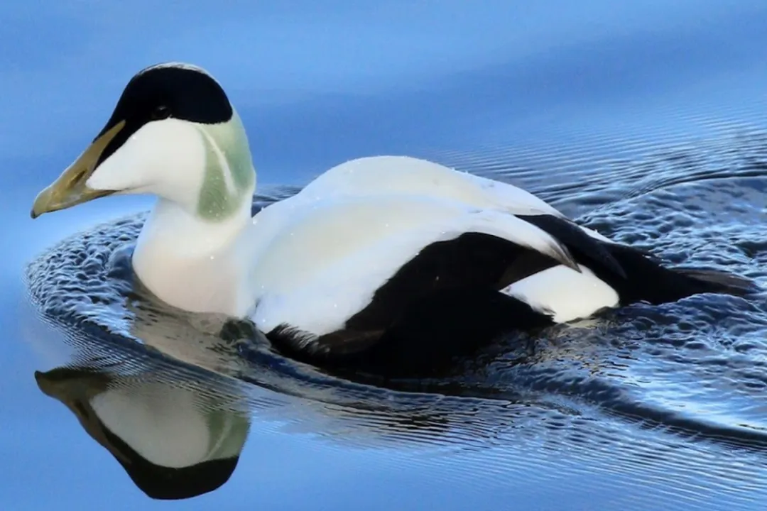 How can I identify an eider duck?, Male Plumage