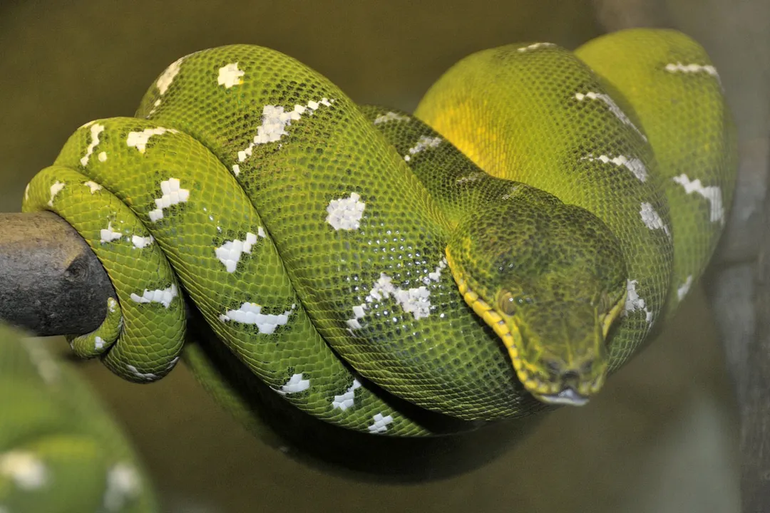 How can I identify an emerald tree boa?, Color and Markings