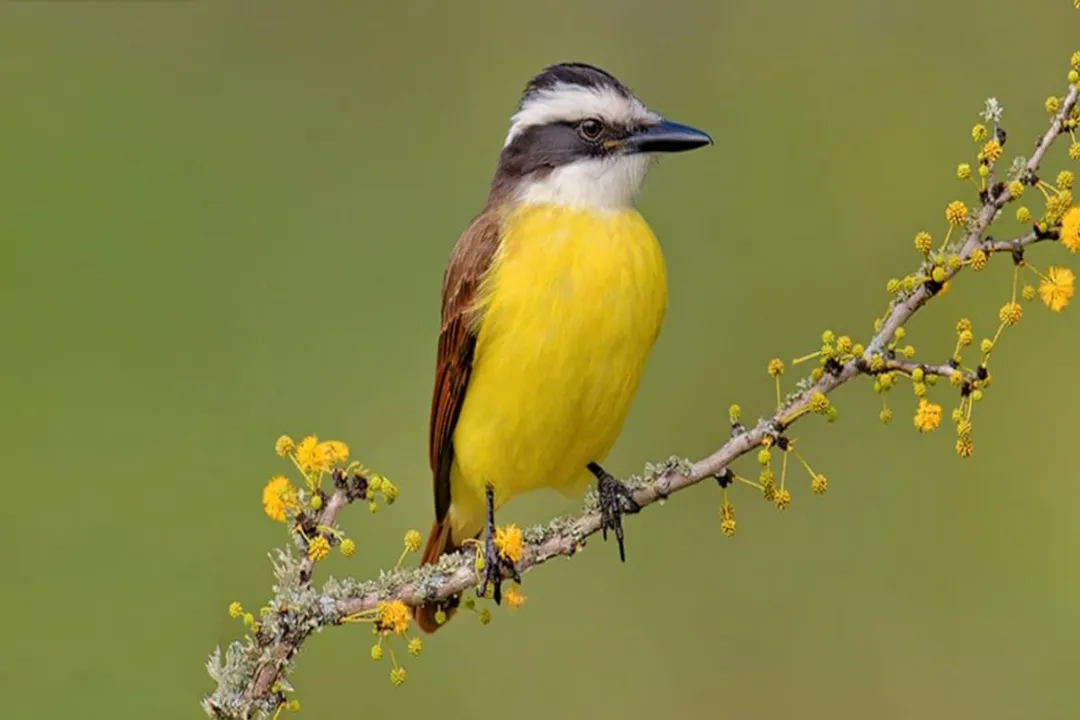 How can you attract great kiskadees?, Range and Setting