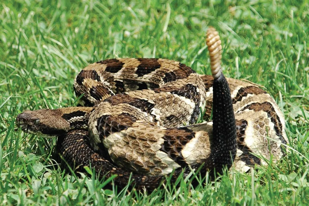 How can you avoid Agkistrodon snakes?, Habitat Needs