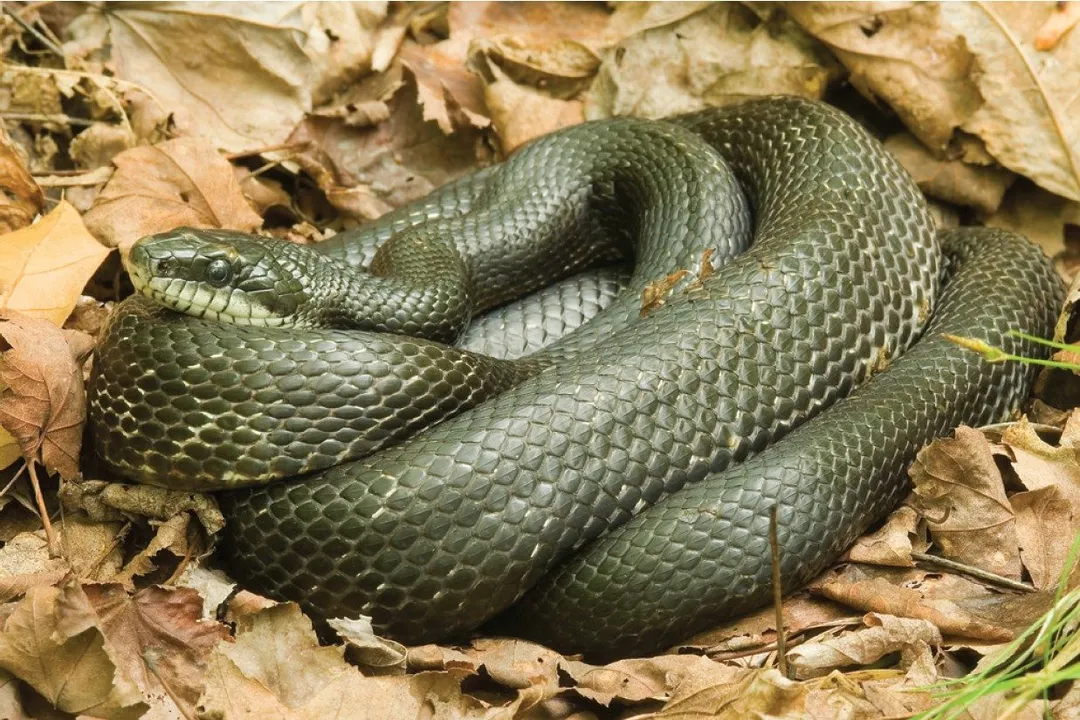 How can you avoid Agkistrodon snakes?, Water and Vegetation