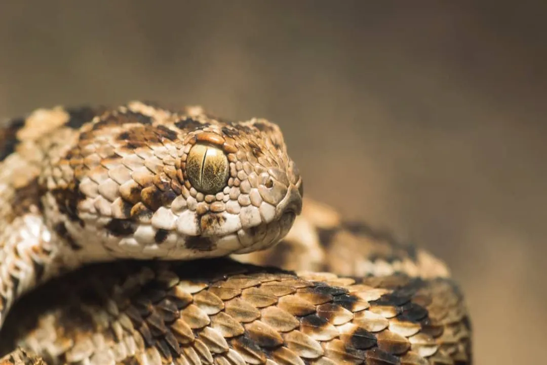 How can you identify a carpet viper?, Head Shape
