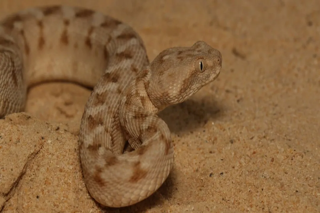How can you identify a carpet viper?, Coloration Patterns