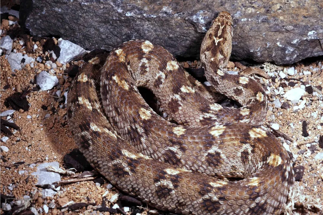 How can you identify a carpet viper?, Scale Sound