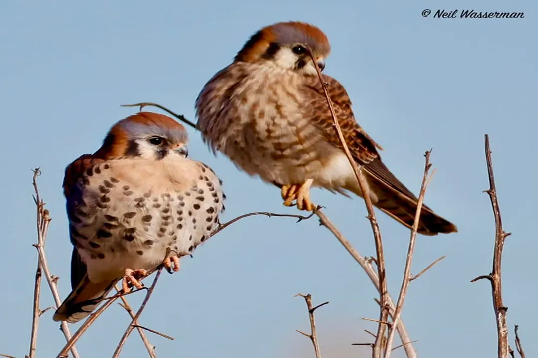 How can you identify a kestrel?, Size Scale