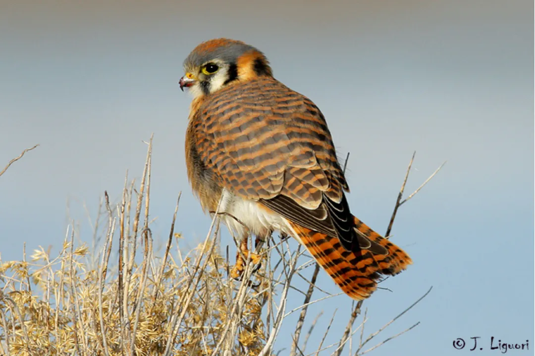 How can you identify a kestrel?, Flight Style