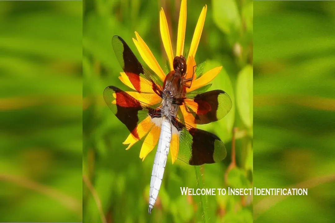 How can you identify a khapra beetle?
