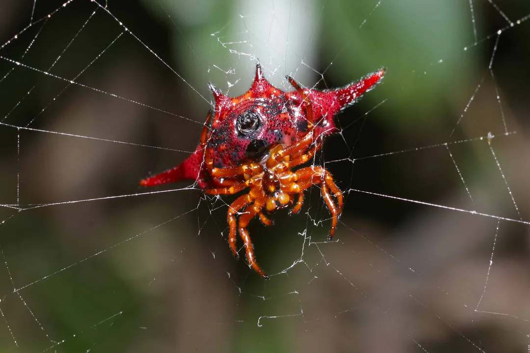 How can you identify a kite spider?, Body Structure