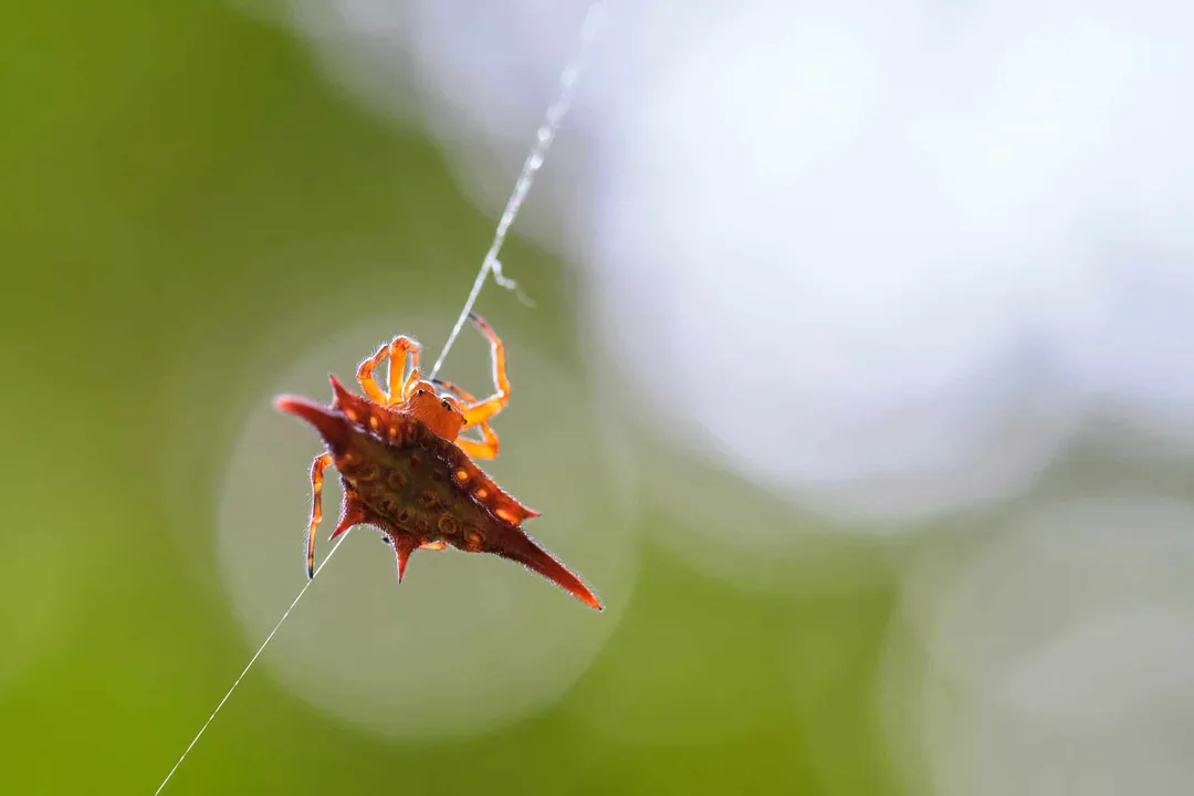 How can you identify a kite spider?